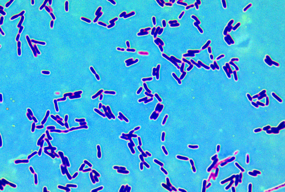 Lactobacillus fermentum Lacto Bacto